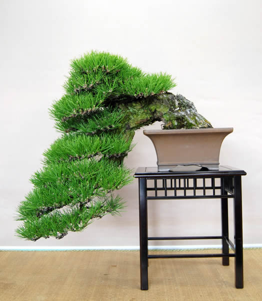 樹形（3）懸崖と多幹 バランスの取り方肝 | 盆栽 | 四国新聞社