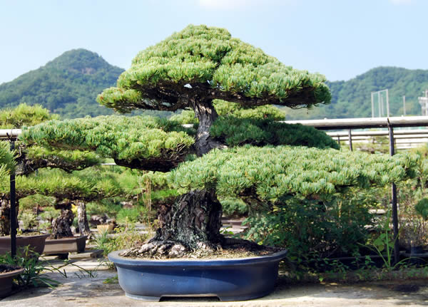 五葉松（銀八つ房） | 盆栽 | 四国新聞社