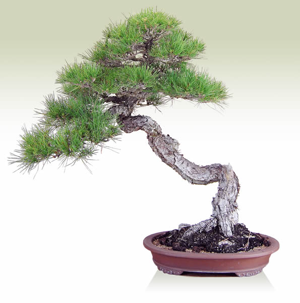 黒松（文人） | 盆栽 | 四国新聞社