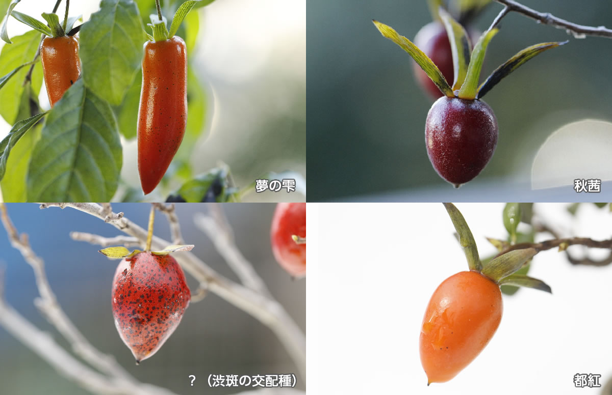 ロウヤ柿（老爺柿）の魅力｜キミのミニ盆栽びより