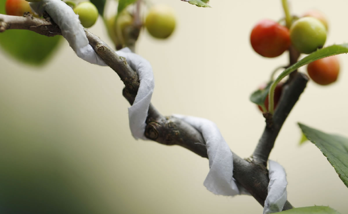 梅擬（ウメモドキ）の育て方｜キミのミニ盆栽びより