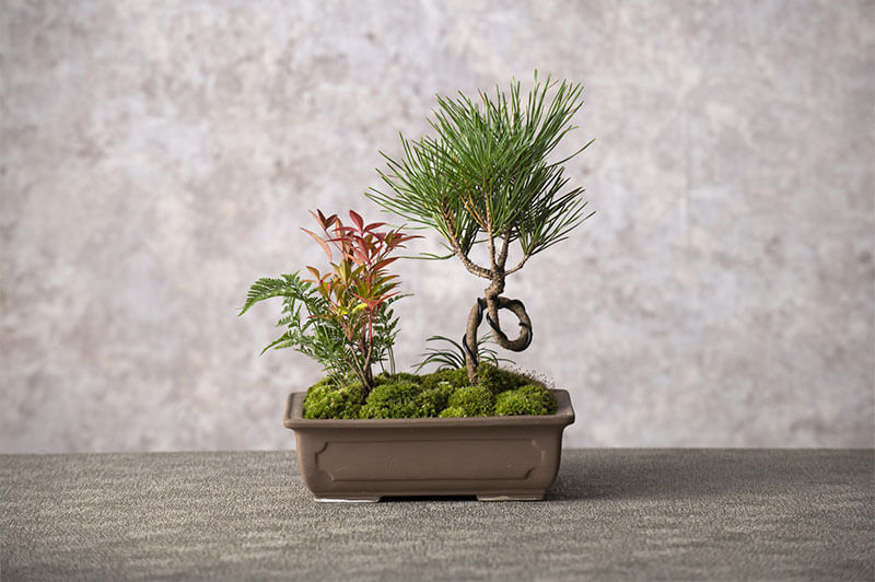 盆栽で美しいとされる樹形とは ～木の持つ個性を生かした風景作り