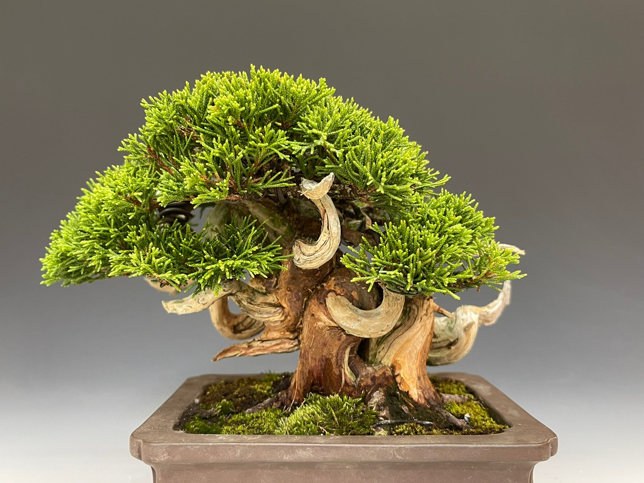 盆栽・真柏 Bonsai Juniper – bonsailife686868