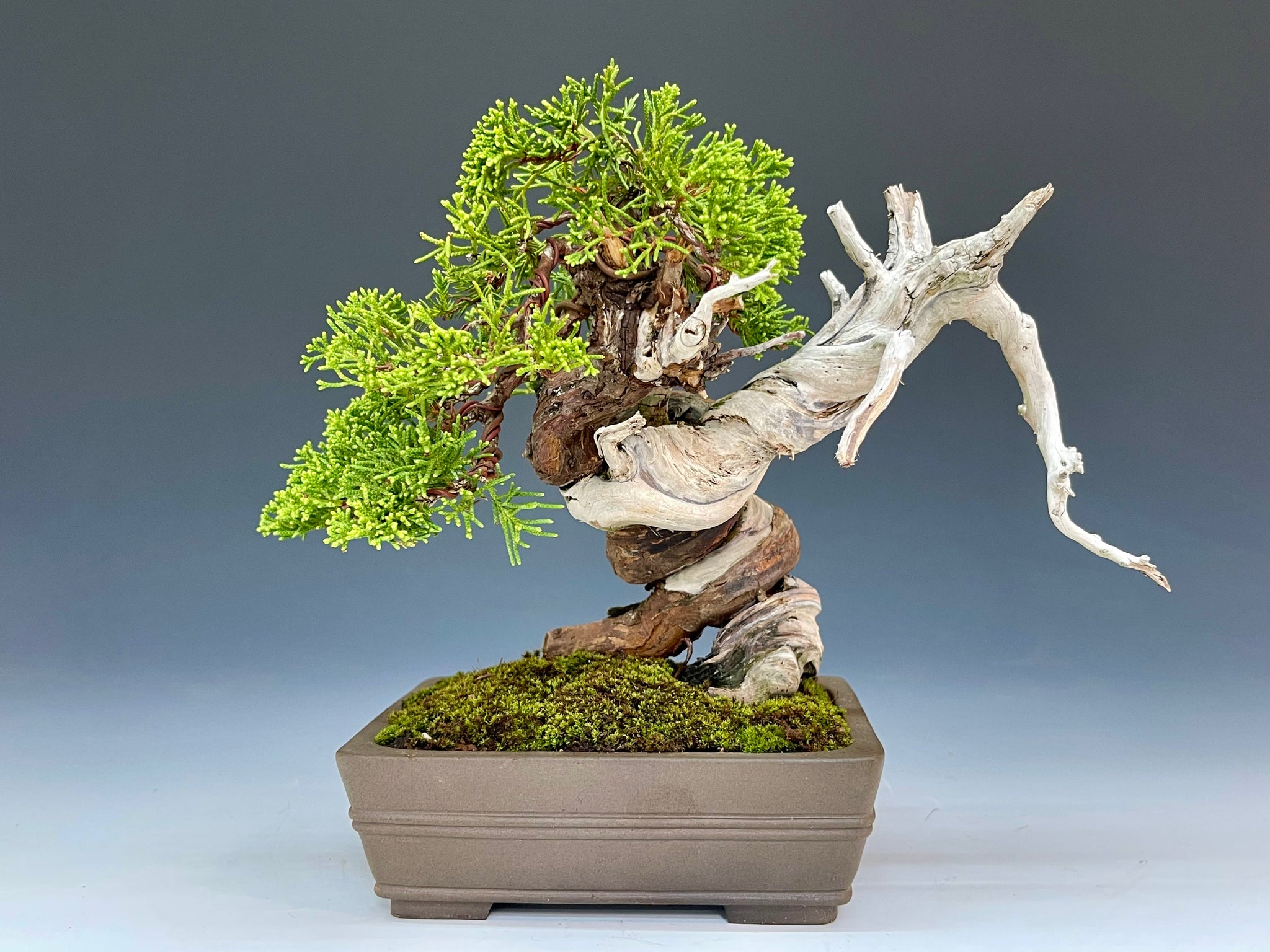 盆栽・真柏 Bonsai Juniper – bonsailife686868