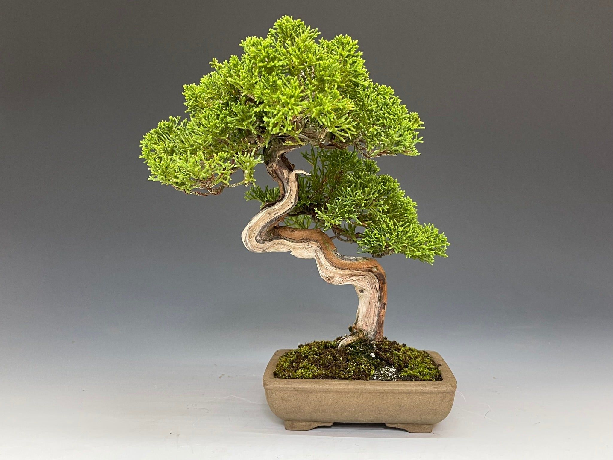 盆栽・真柏 Bonsai Juniper – bonsailife686868