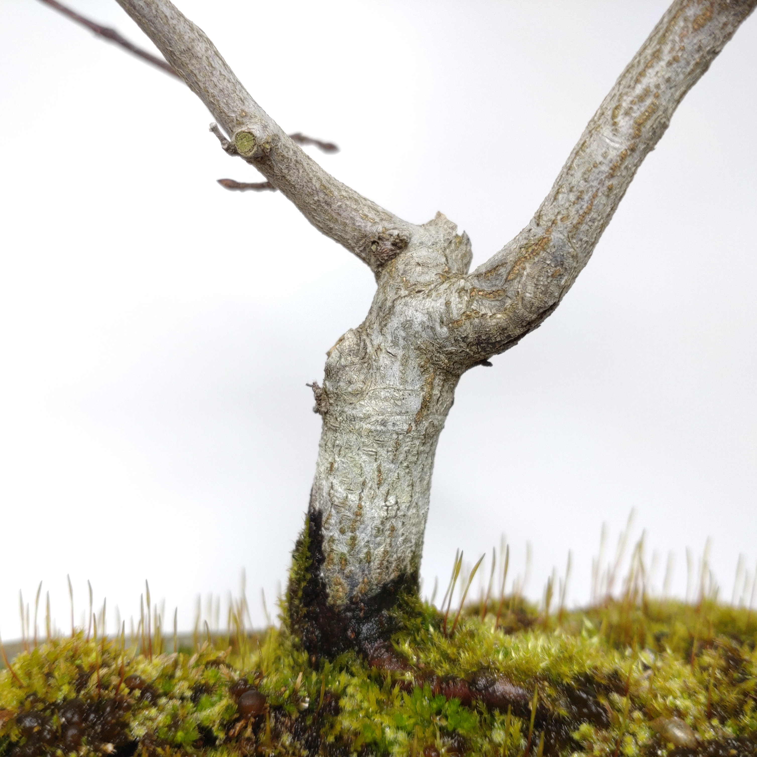 盆栽創 / 赤四手（アカシデ）盆栽 SS005