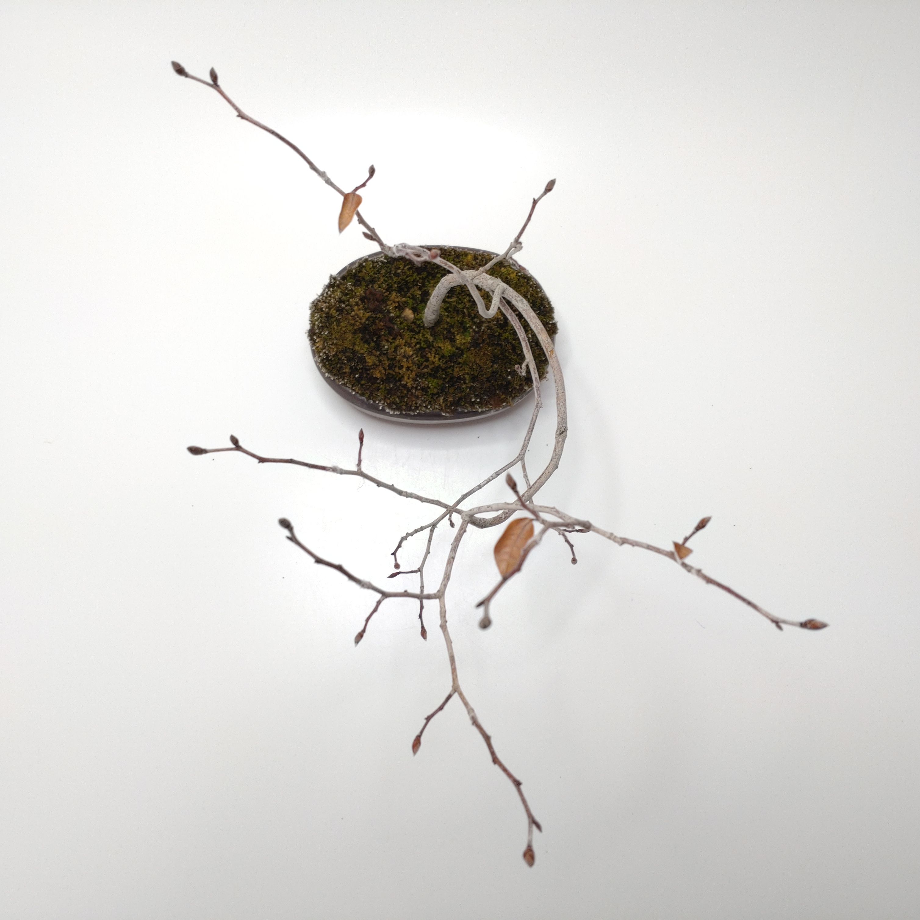 盆栽創 / ヤマコウバシ盆栽 SS015