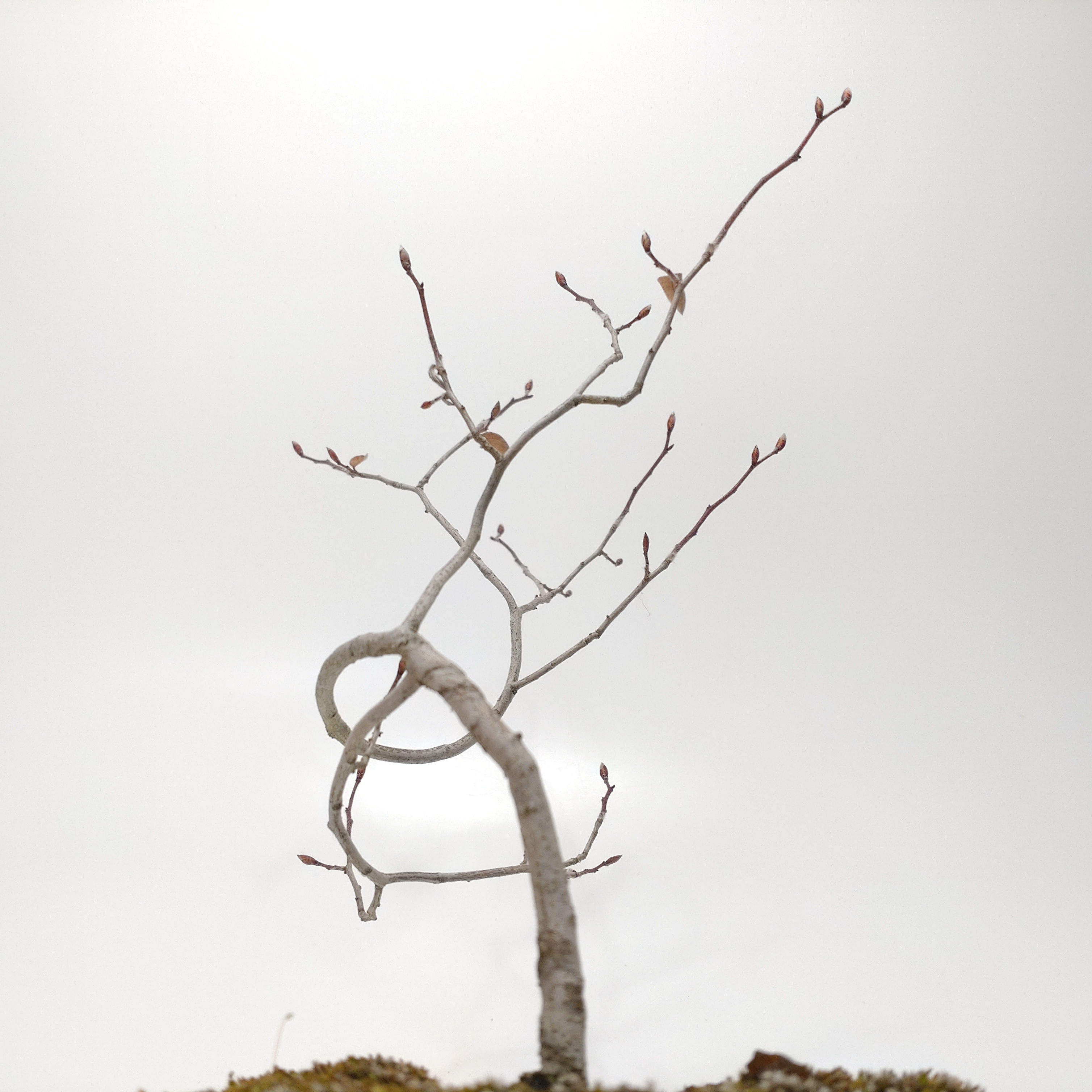 盆栽創 / ヤマコウバシ盆栽 SS015