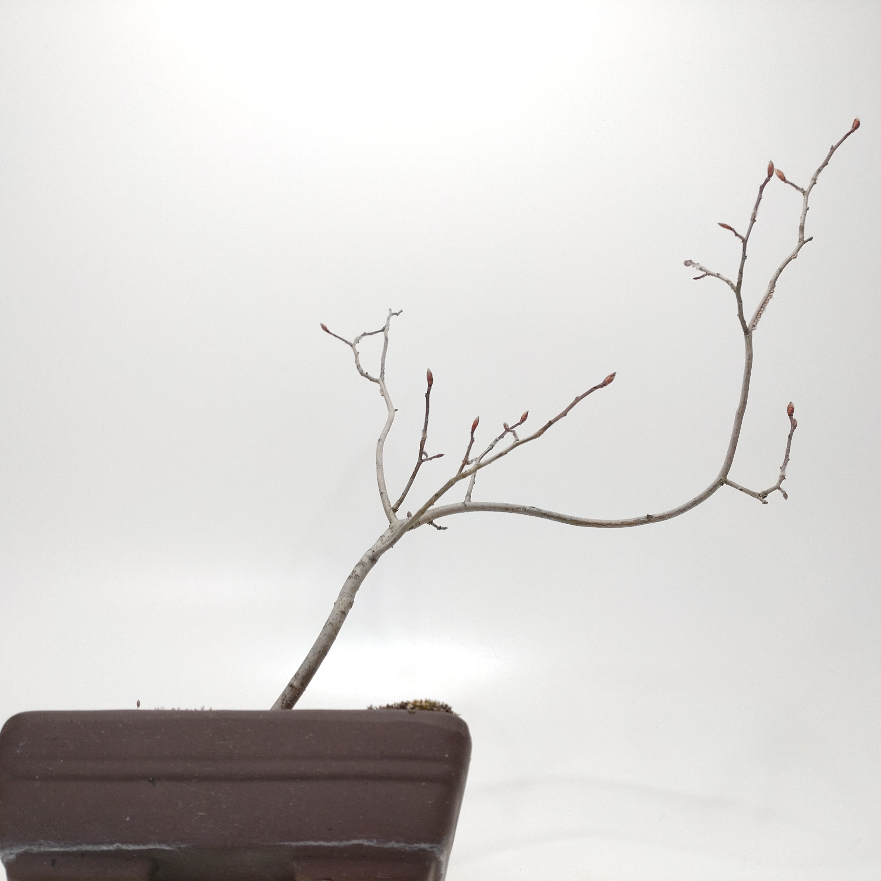 盆栽創 / ヤマコウバシ盆栽 SS017