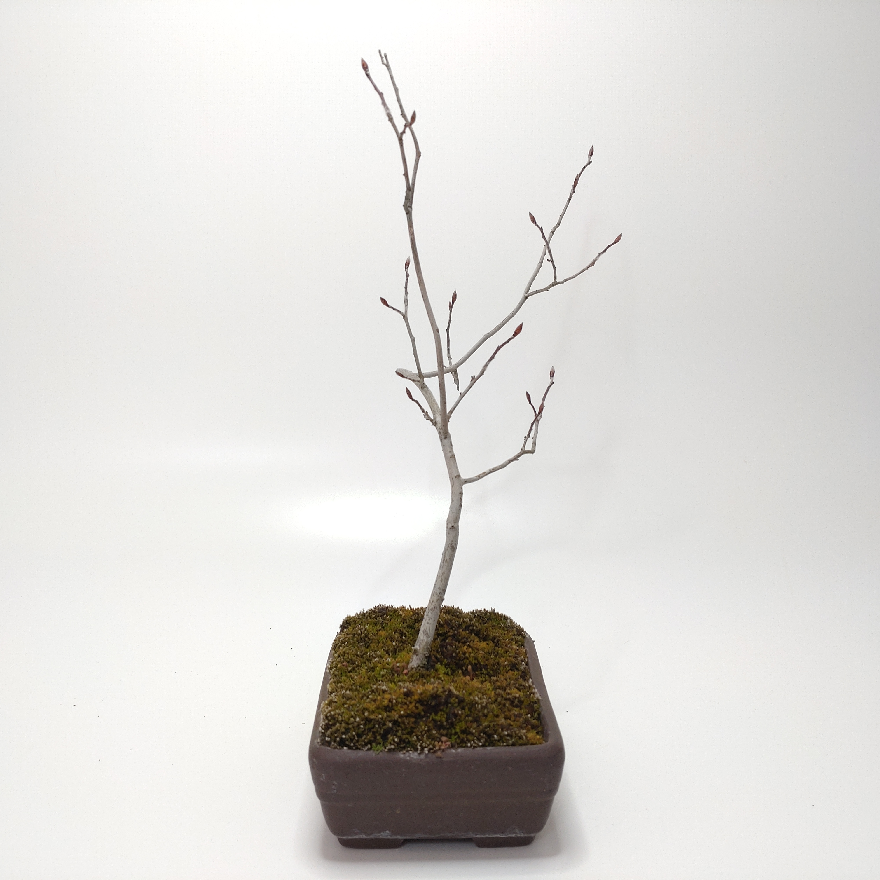 盆栽創 / ヤマコウバシ盆栽 SS017