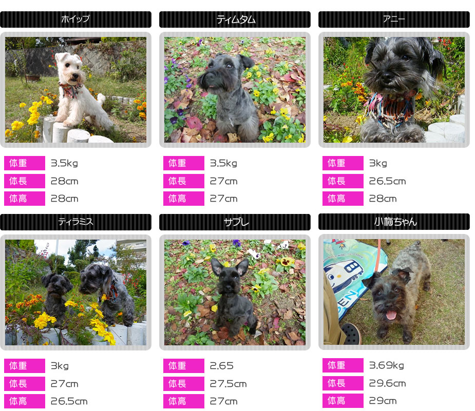 極小シュナウザー ブラックビーンズ | ボブテイルシュウ大阪・岡山