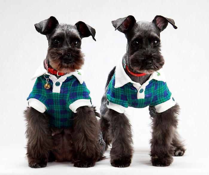 極小シュナウザー ブラックビーンズ | ボブテイルシュウ大阪・岡山