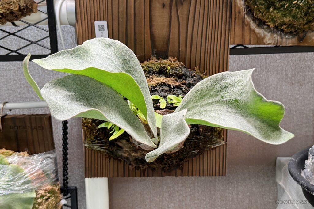 すこぶる順調な、我が家では”勝手に胞子培養”が進行中という話