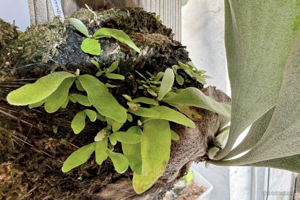 すこぶる順調な、我が家では”勝手に胞子培養”が進行中という話