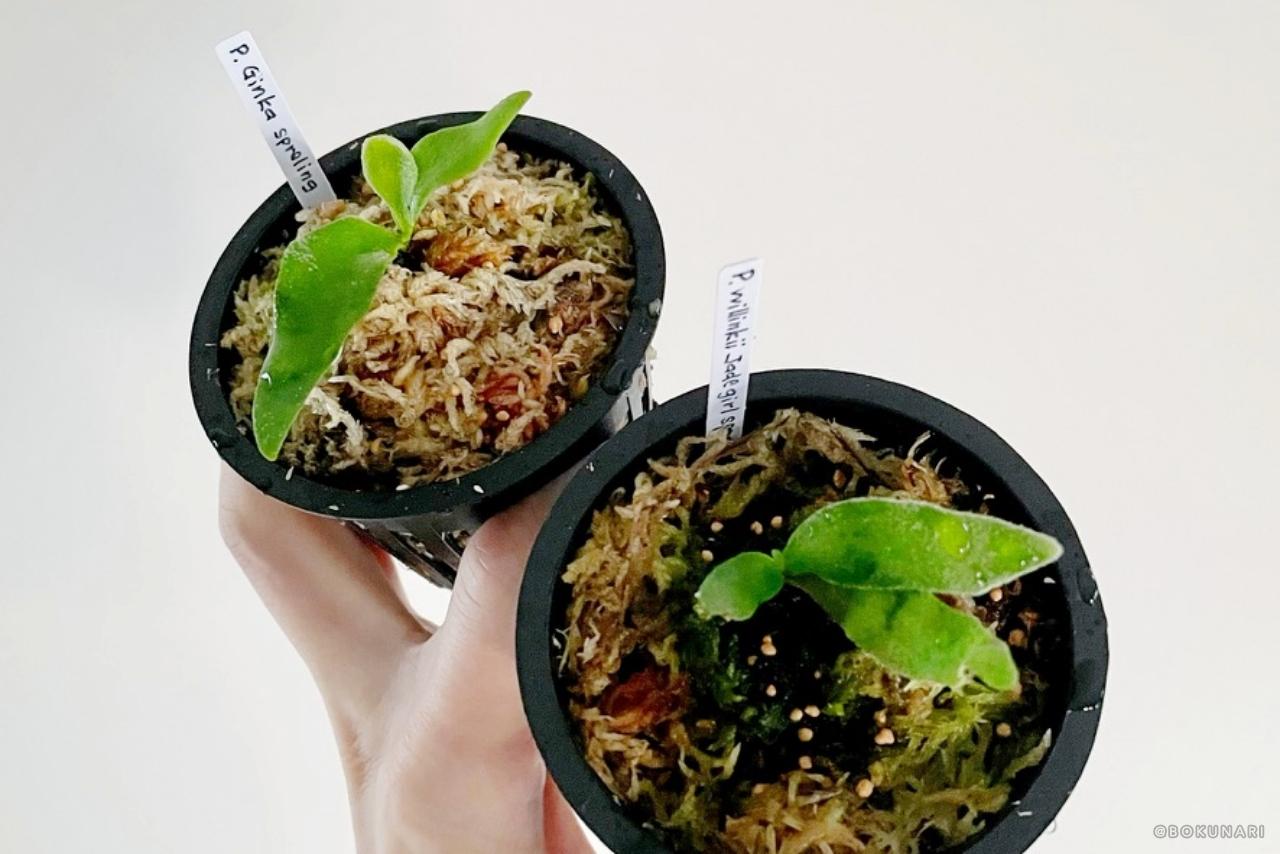 ビカクシダ「P. Ginka」胞子培養から1年の記録。OC株からのDNAを