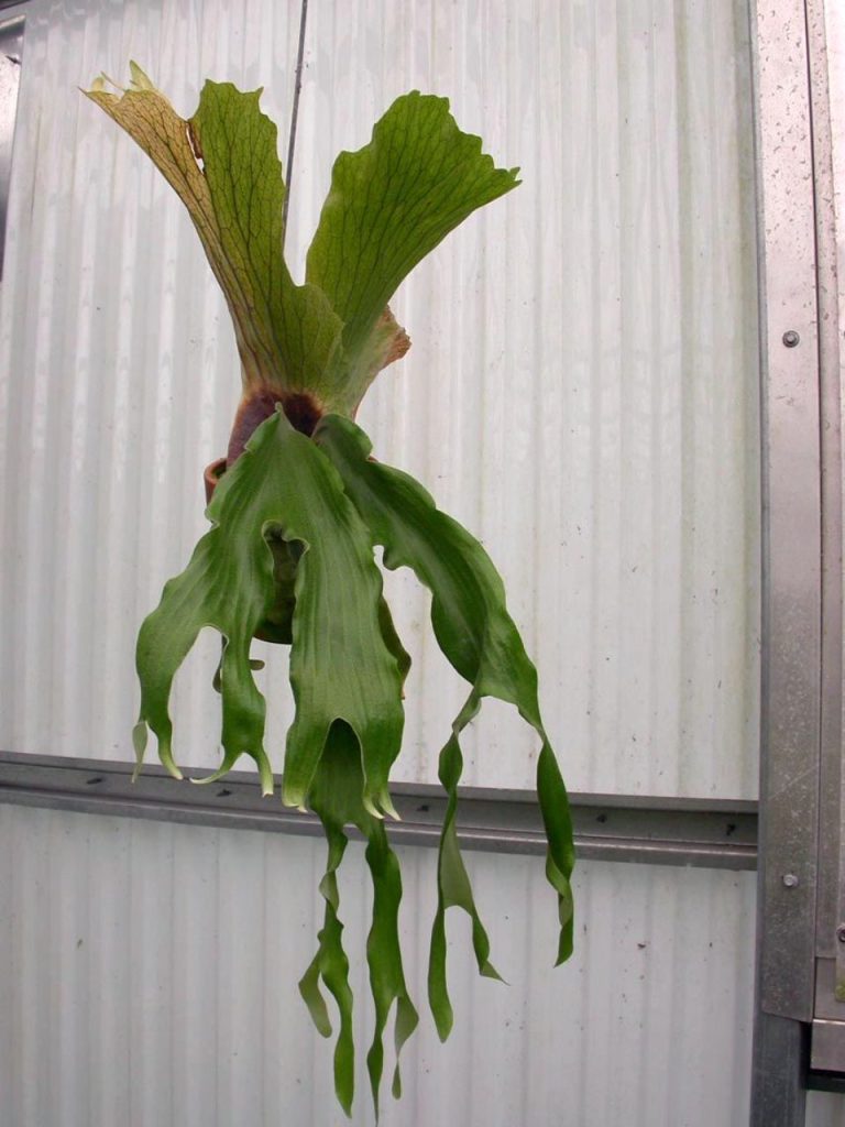 ビカクシダの原種18種類と品種ごとの自生地・特徴・育て方のまとめ