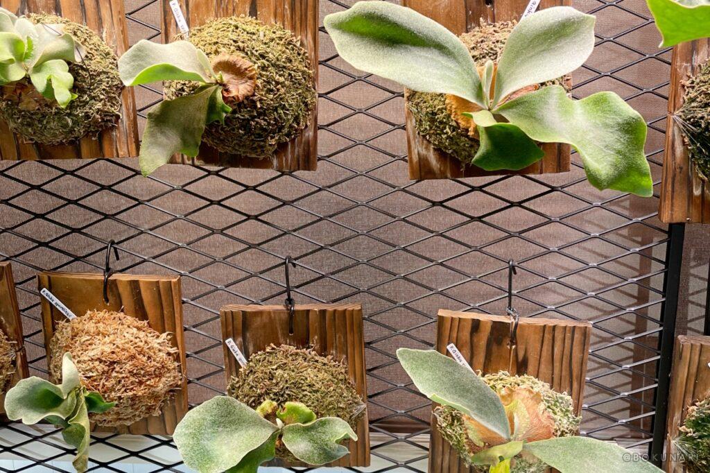 P. Ginka」胞子培養2年目の記録。未来のビカクシダに出会うまで【銀スポ】