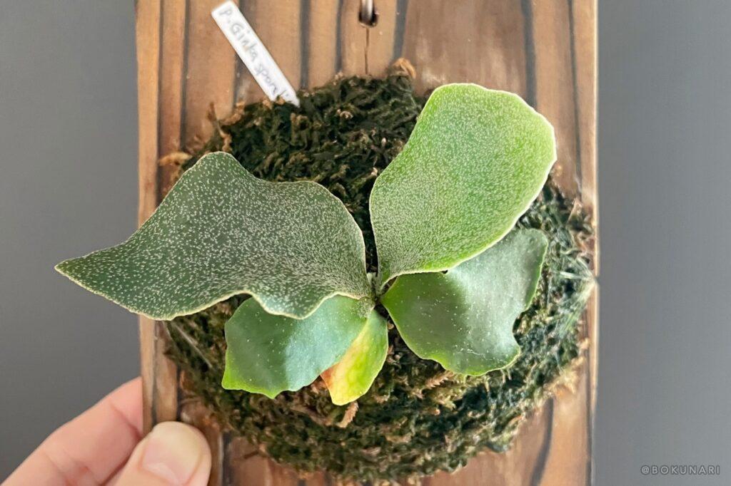 P. Ginka」胞子培養2年目の記録。未来のビカクシダに出会うまで【銀スポ】