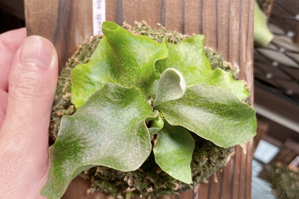 P. Ginka」胞子培養2年目の記録。未来のビカクシダに出会うまで【銀スポ】