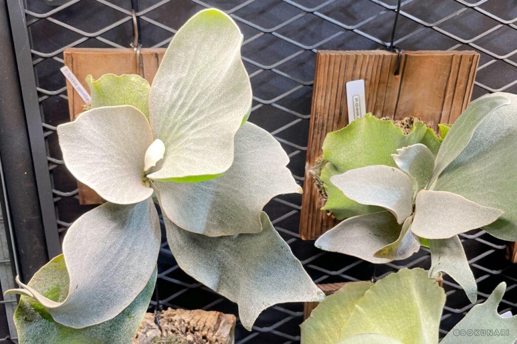 P. Ginka」胞子培養2年目の記録。未来のビカクシダに出会うまで【銀スポ】