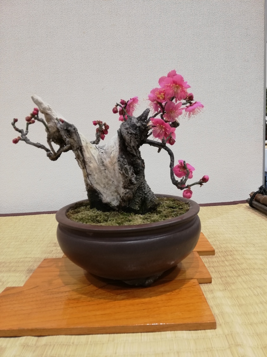 樹齢260年の梅の盆栽: 呆け天残日録
