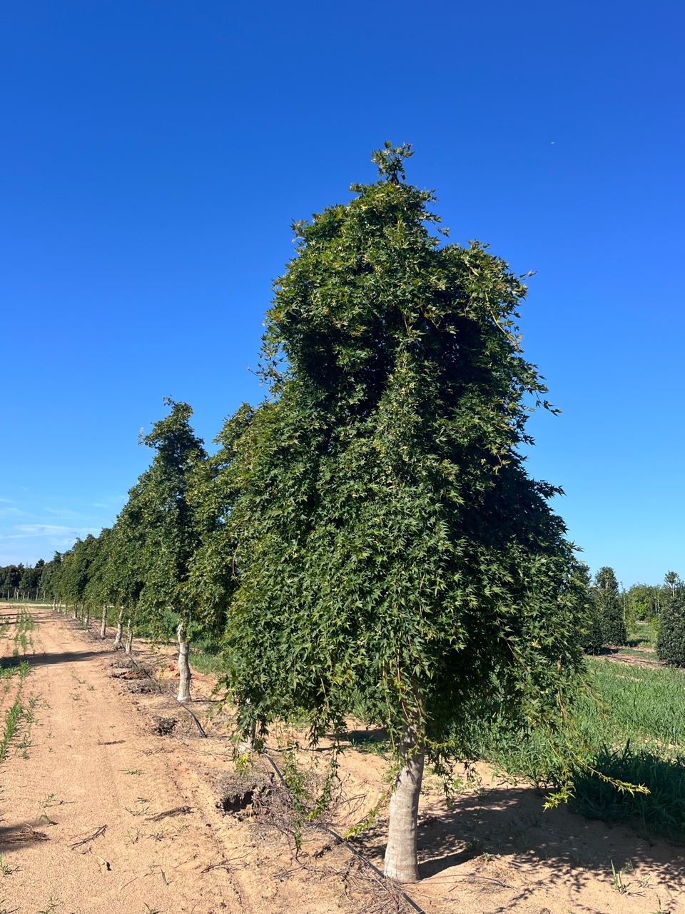 Tree Finder | Bold Spring