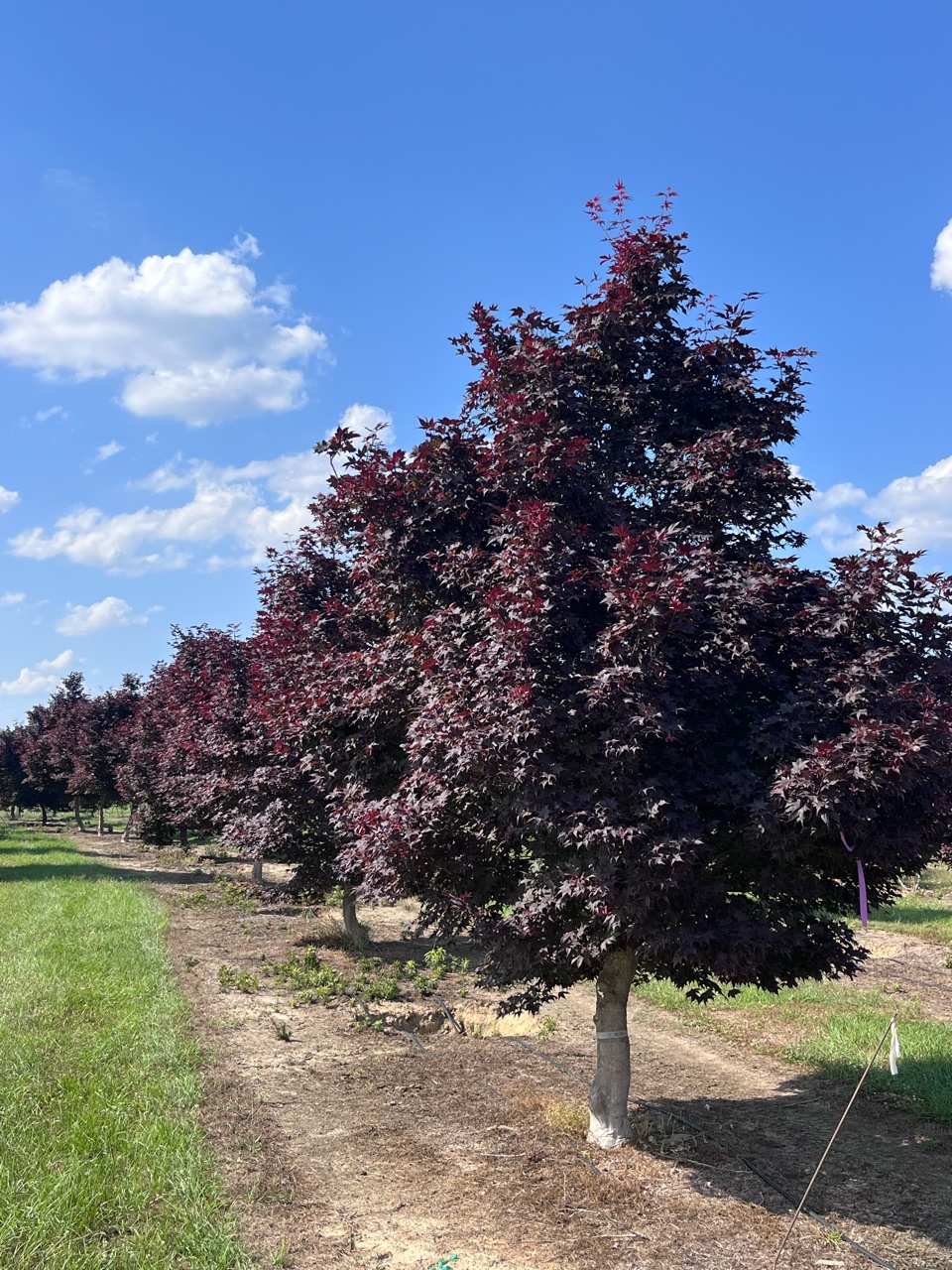 Tree Finder | Bold Spring