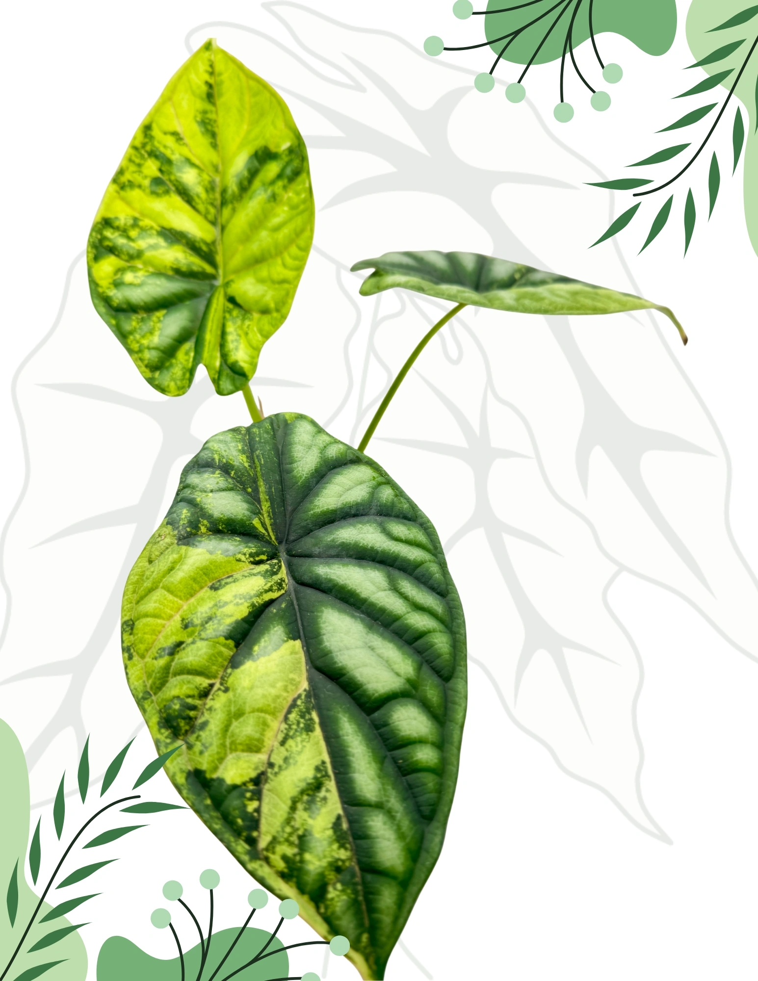 Alocasia Dragon Scale Variegata Ø-9cm H-20cm - Borośliny