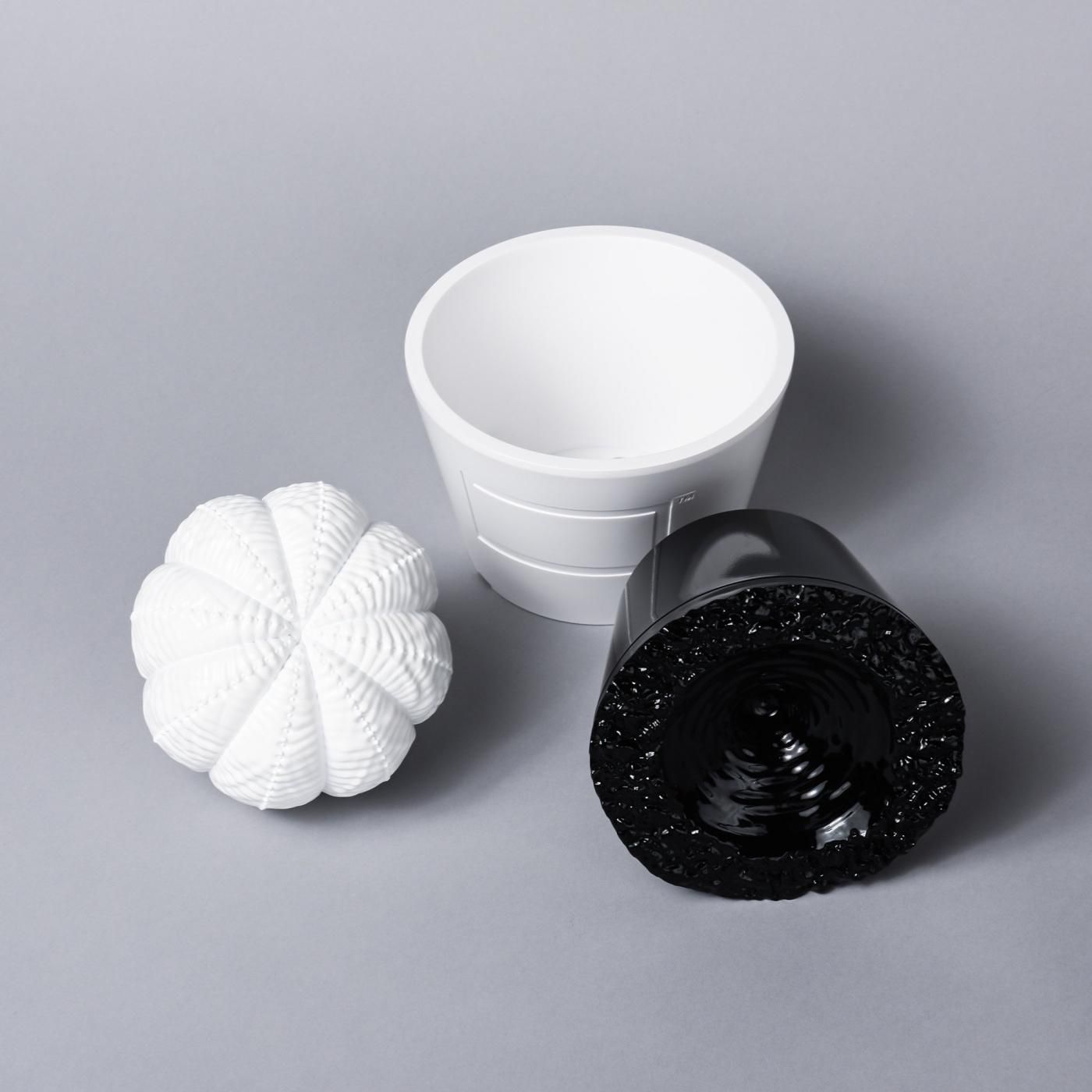 VCD Euphorbia obesa gloss var. WHITE – BOTANIZE