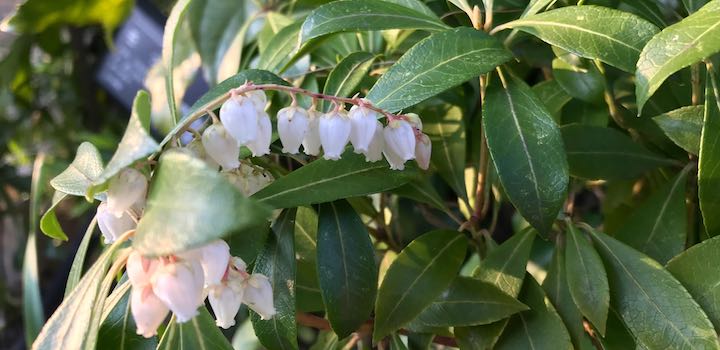 アセビ | 植物図鑑 - ボタニーク