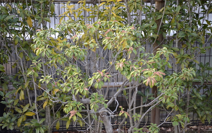 アセビ | 植物図鑑 - ボタニーク