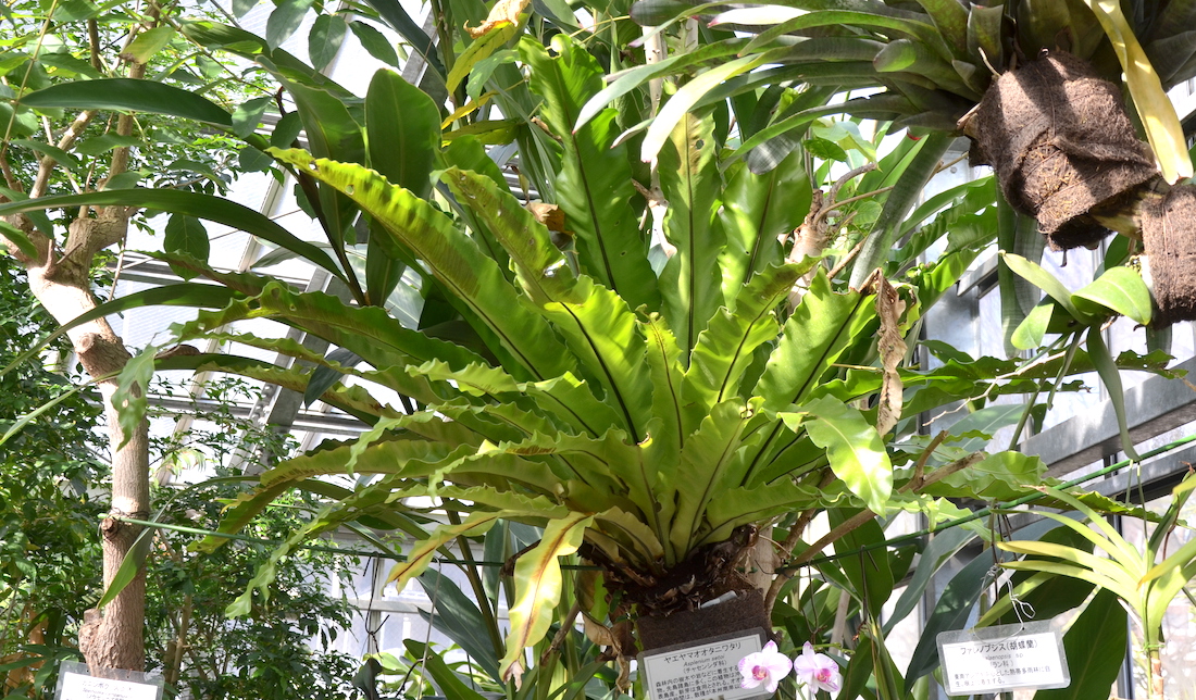 オオタニワタリ | 植物図鑑 - ボタニーク