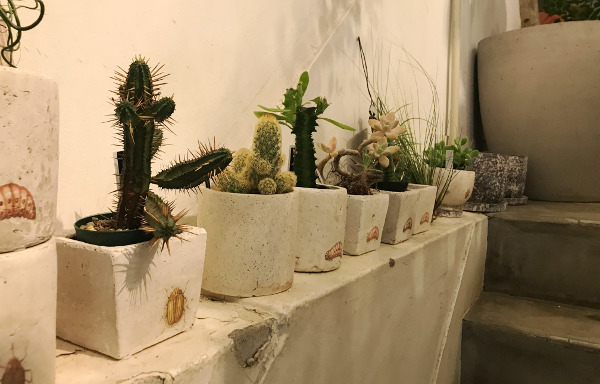 mokuhon | 中央区（銀座一丁目）の園芸店 - ボタニーク