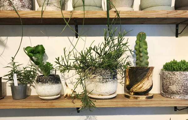 mokuhon | 中央区（銀座一丁目）の園芸店 - ボタニーク