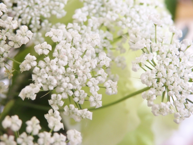 ホワイトレースフラワーの育て方！植え付けから開花までのコツをご紹介