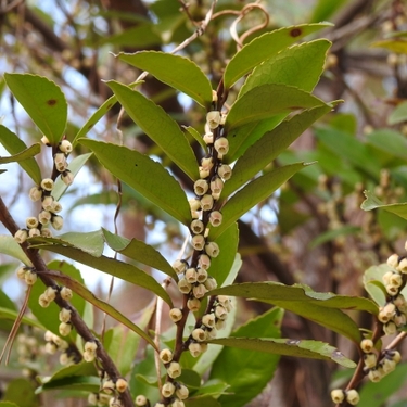 ヒサカキ（姫榊）とは？神事にも用いられる植物の特徴や育て方を解説