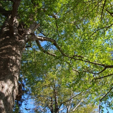 ムクノキ（椋木）とは？葉の特徴や用途、エノキ（榎）との違いを紹介