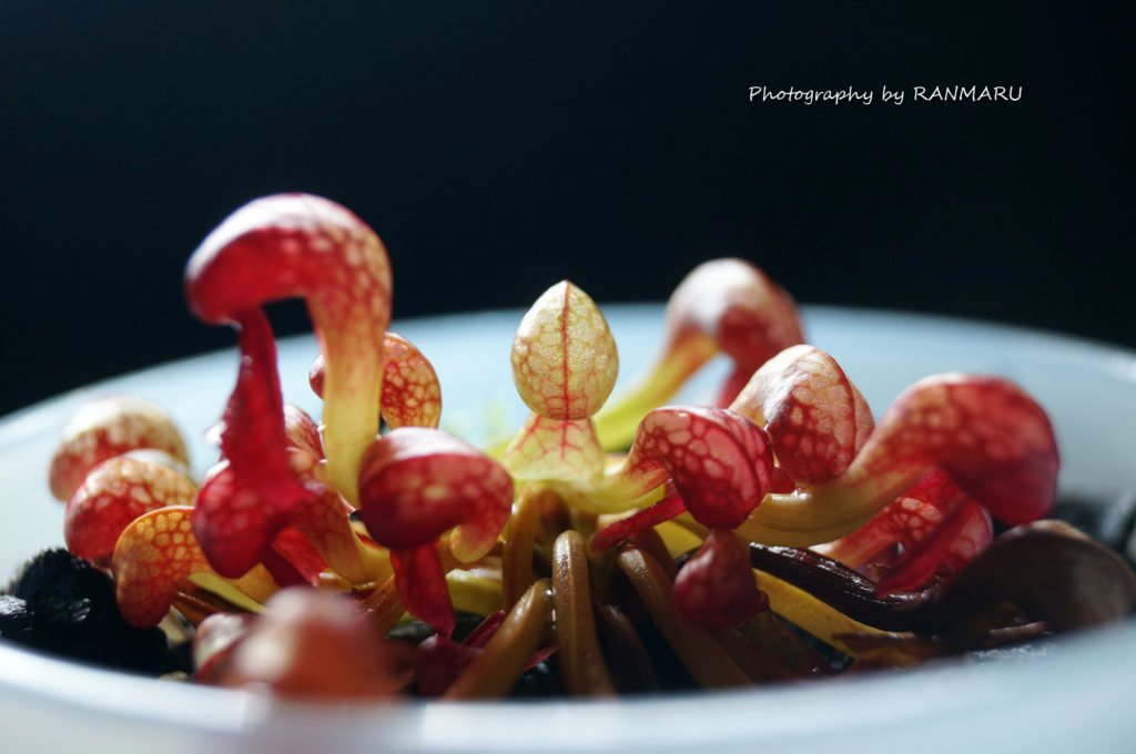 ダーリングトニアが復活しました！ | BOTANICAL HEARTS ~植物で心に癒