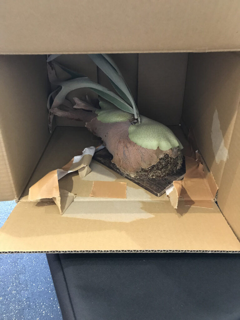 植物の梱包方法（仕方）と発送方法は？【メルカリなど】