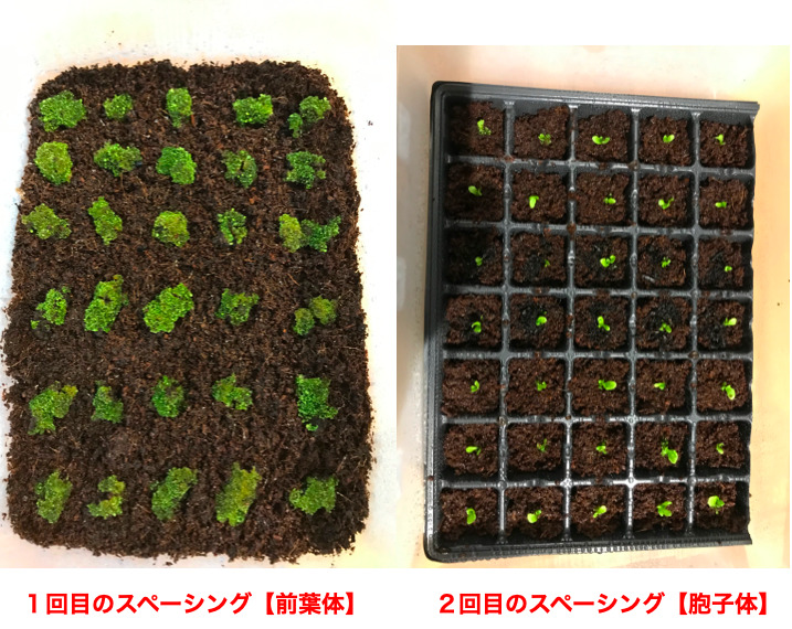 ビカクシダの胞子培養【この肥料で早く育つ！比較実験報告】