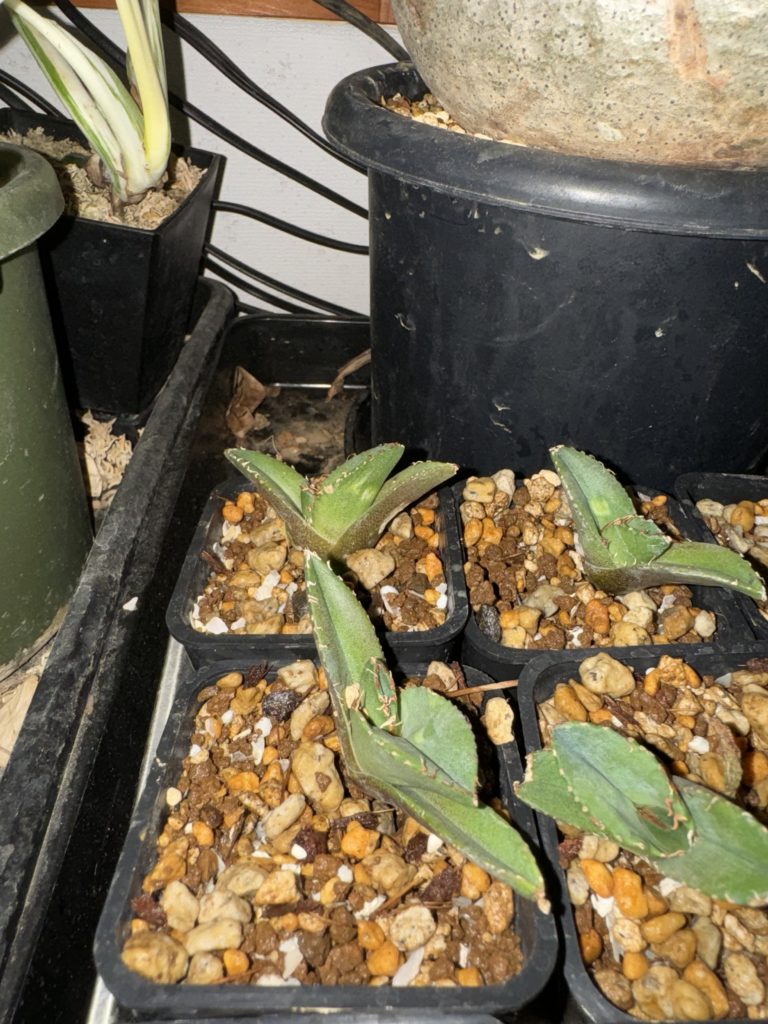 アガベ】ジャガーノート10株の発根管理と室内管理の育て方【多肉植物