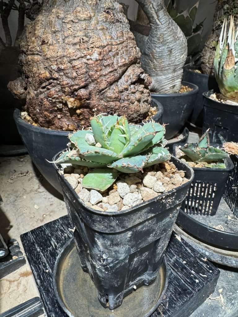 アガベ】 フィリグリー 成長記録 | BOTANICAL ZONE ーボタニカルゾーンー