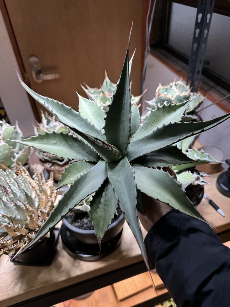 アガベ】ジェントリー ジョーズ 発根管理から成長記録【多肉植物/観葉