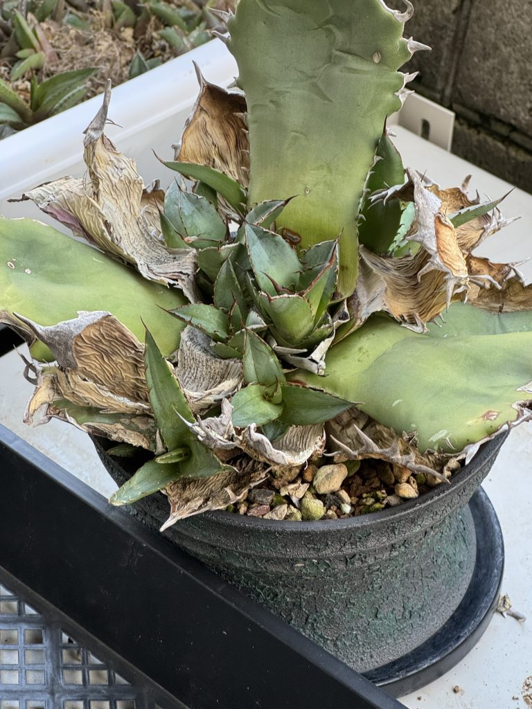 アガベ】チタノタ FO-76 胴切りの育成のすすめ 親株の成長記録と育て方