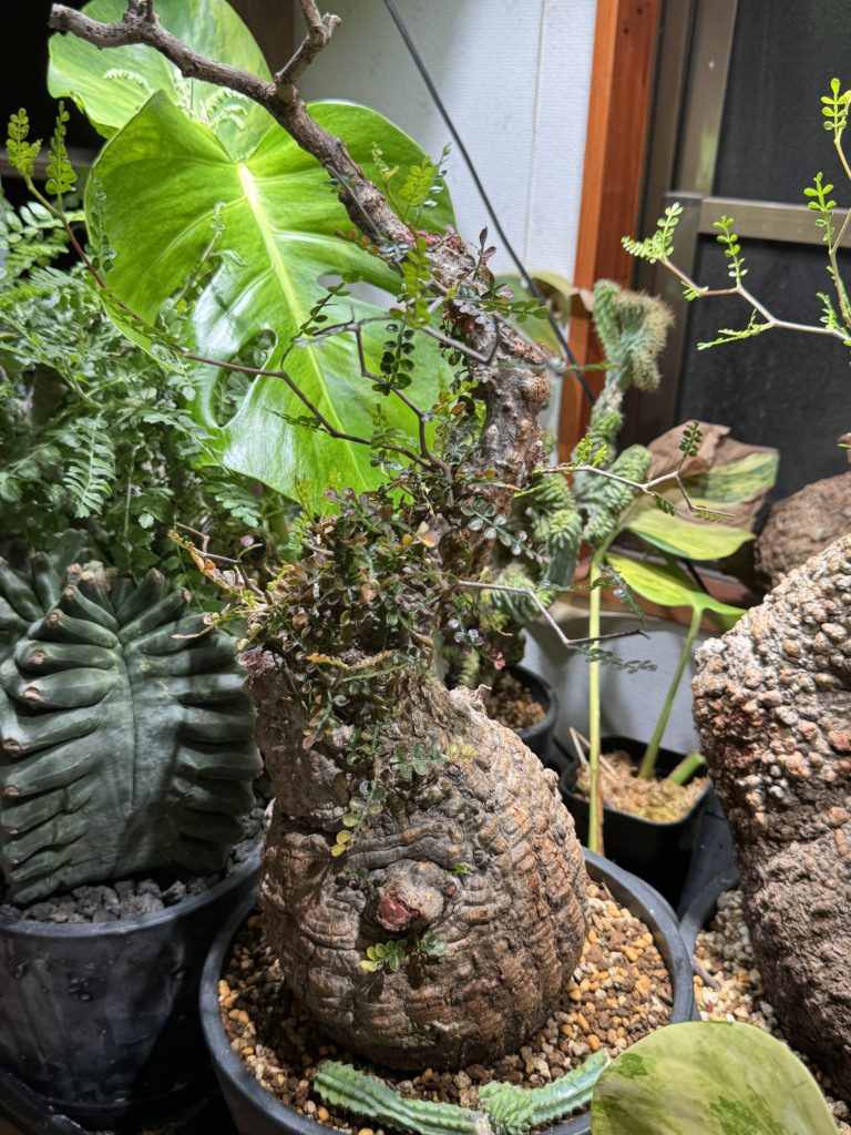 塊根植物】オペルクリカリア・パキプスの植え替え 育成方法・成長記録