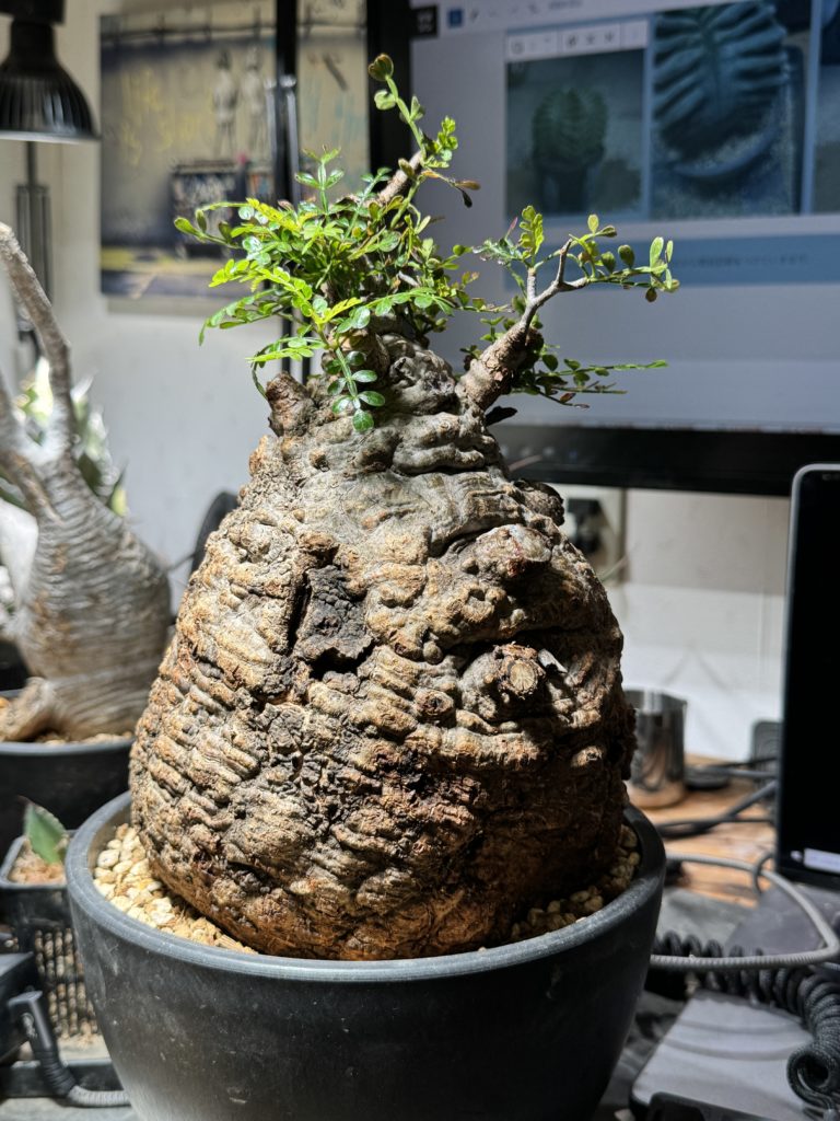 塊根植物】オペルクリカリア・パキプスの植え替え 育成方法・成長記録