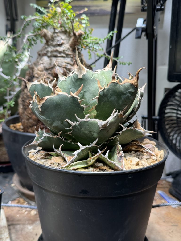 アガベ】チタノタ 白鯨 育成のすすめ 成長記録と育て方 | BOTANICAL