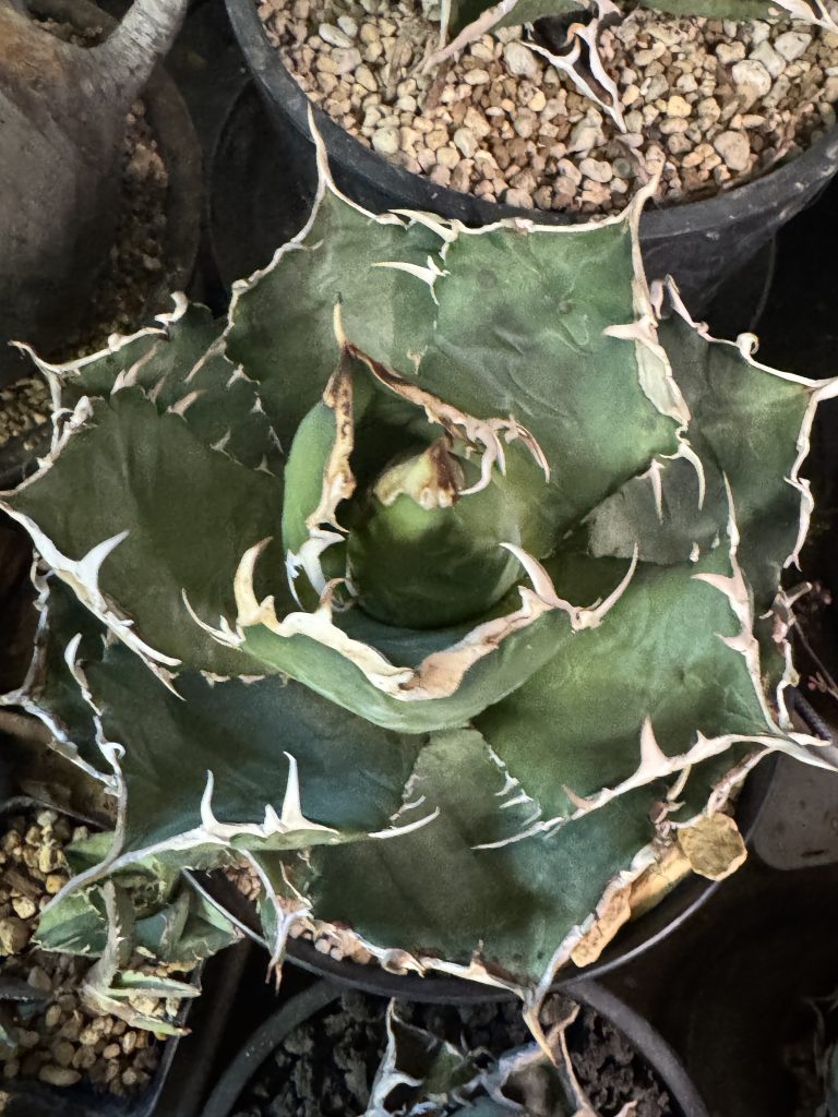 メルカリ・ヤフオク】アガベ購入で失敗しない！偽物を見抜く7つの