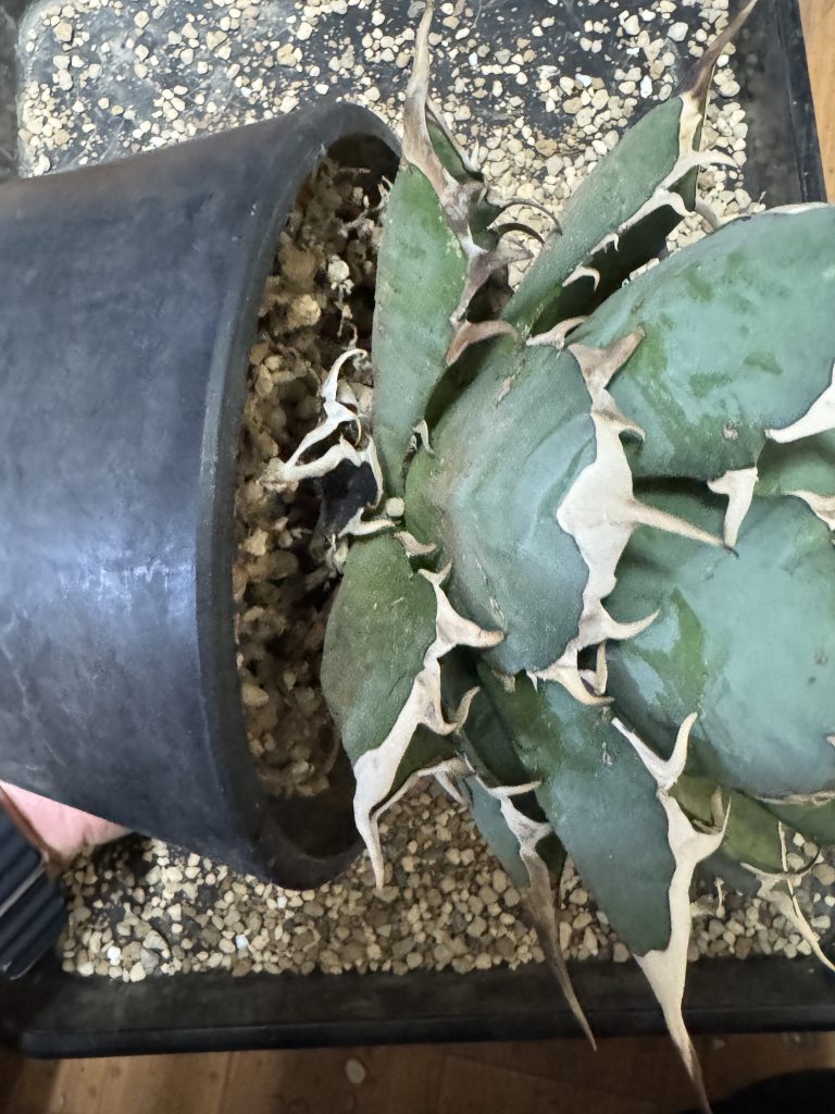 アガベ】チタノタ ハデス 親株の植え替え 育成方法・成長記録