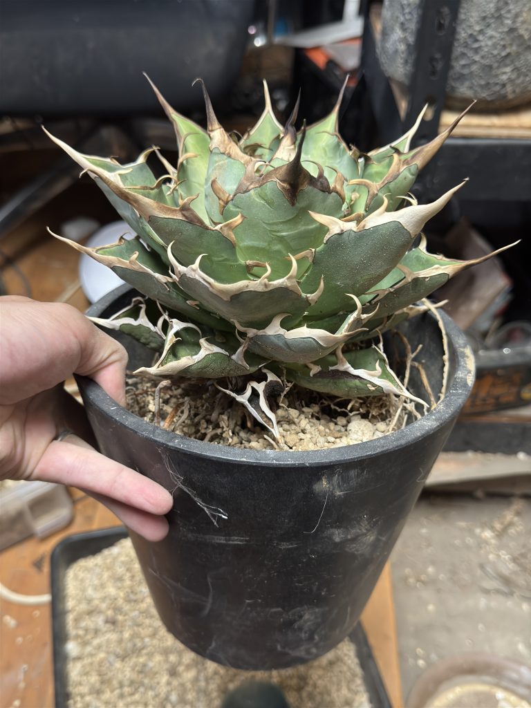 アガベ】ハデス室内管理の育て方と成長記録【多肉植物/観葉植物